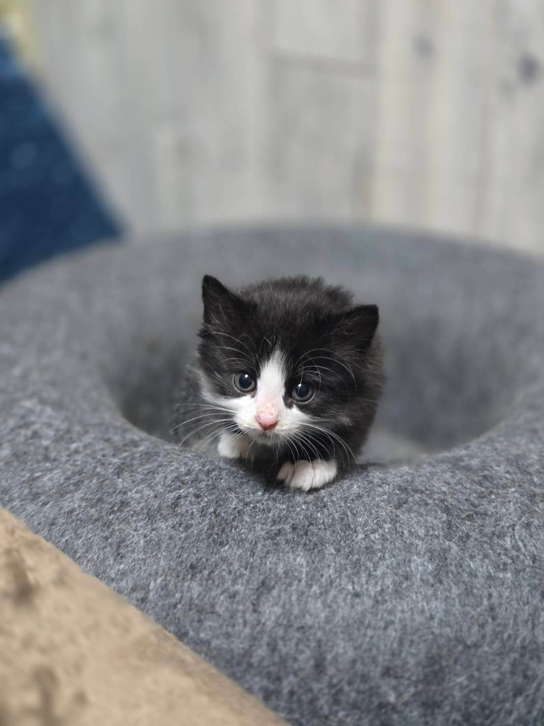 in岡崎市☆子猫祭り☆保護猫達を暖かいオウチに迎えよう☆2025年6月7日(土)～ 非営利団体「ちーむ にゃいんず」