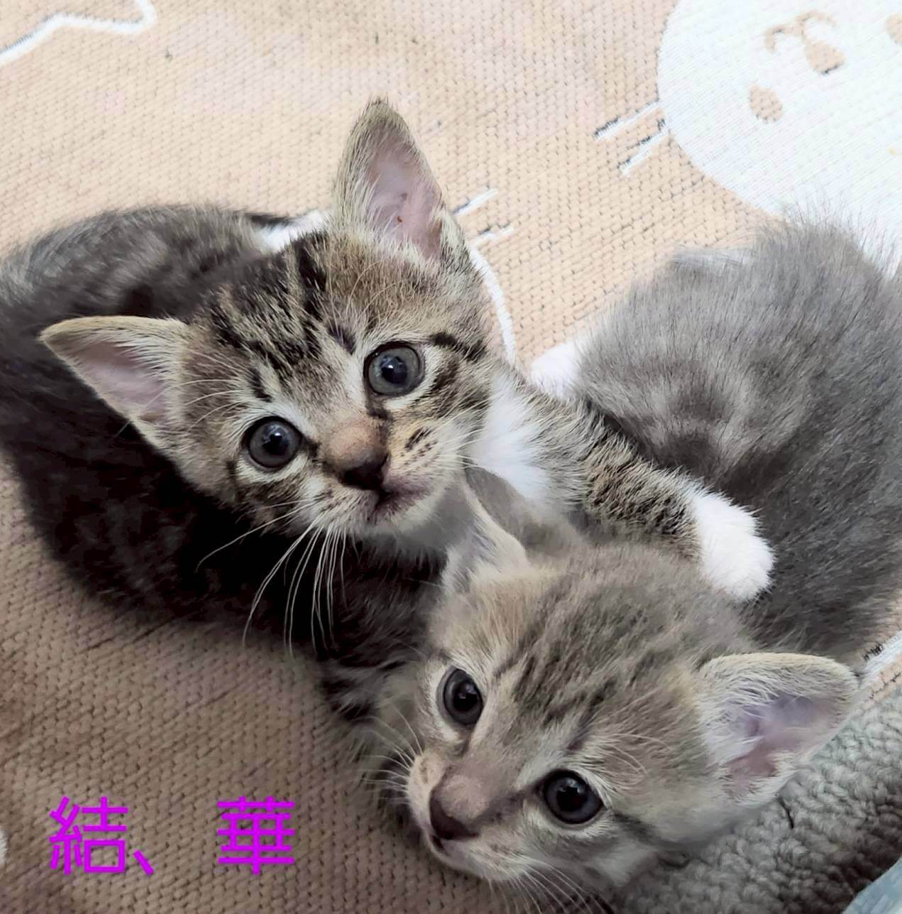 in江南市☆子猫祭り☆保護猫達をオウチに迎えよう☆2025年6月8日（日）～ 非営利団体「ちーむ にゃいんず」