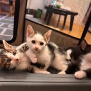 in名古屋市☆子猫祭り☆保護猫達をオウチに迎えよう☆2025年6月8日（日）～ 非営利団体「ちーむ にゃいんず」