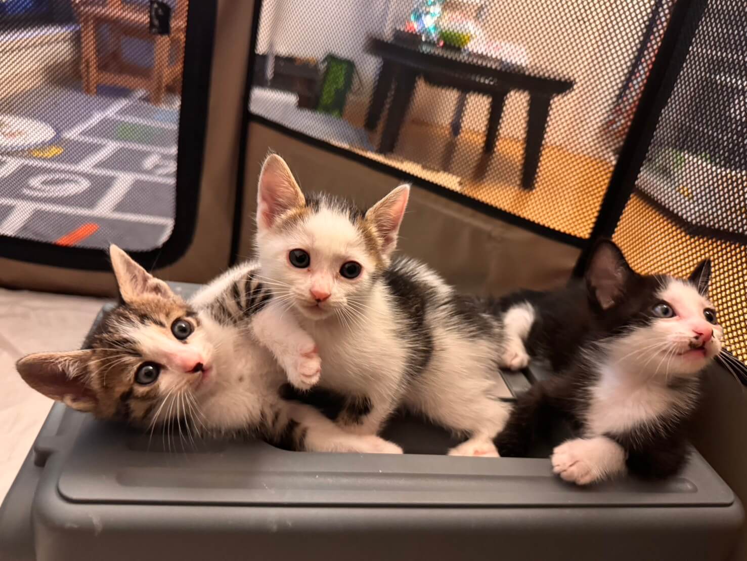 in名古屋市☆子猫祭り☆保護猫達をオウチに迎えよう☆2025年6月8日（日）～ 非営利団体「ちーむ にゃいんず」