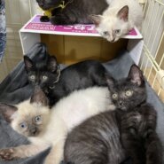 in春日井市☆子猫がいっぱい☆保護猫達を暖かいオウチに迎えよう☆2025年6月21日（土）～ 非営利団体「ちーむ にゃいんず」