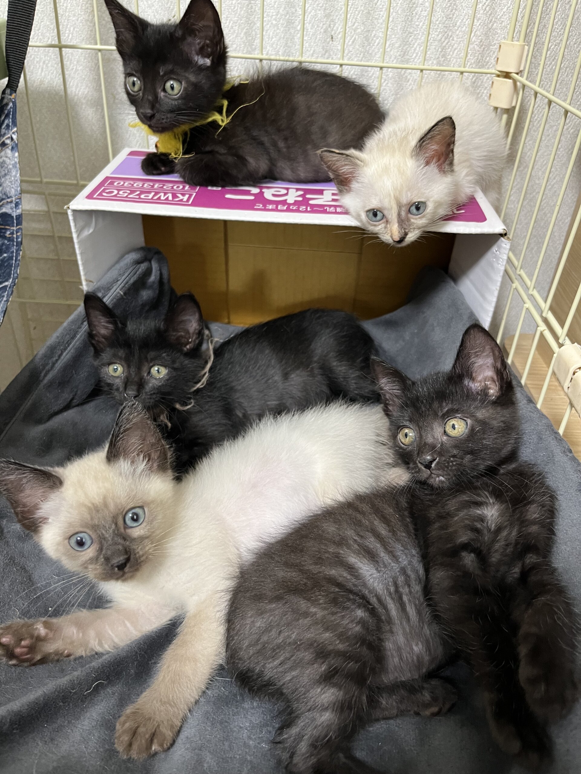 in春日井市☆子猫がいっぱい☆保護猫達を暖かいオウチに迎えよう☆2025年6月21日（土）～ 非営利団体「ちーむ にゃいんず」