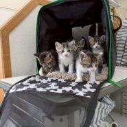 in岡崎市☆子猫がいっぱい☆保護猫達を暖かいオウチに迎えよう☆2025年6月21日（土）～ 非営利団体「ちーむ にゃいんず」