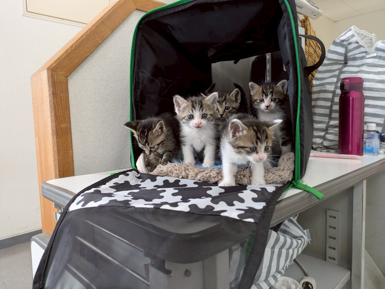 in岡崎市☆子猫がいっぱい☆保護猫達を暖かいオウチに迎えよう☆2025年6月21日（土）～ 非営利団体「ちーむ にゃいんず」