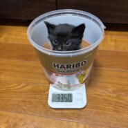 in江南市☆子猫がいっぱい☆保護猫をオウチに迎えよう☆2025年6月22日（日）～ 非営利団体「ちーむ にゃいんず」