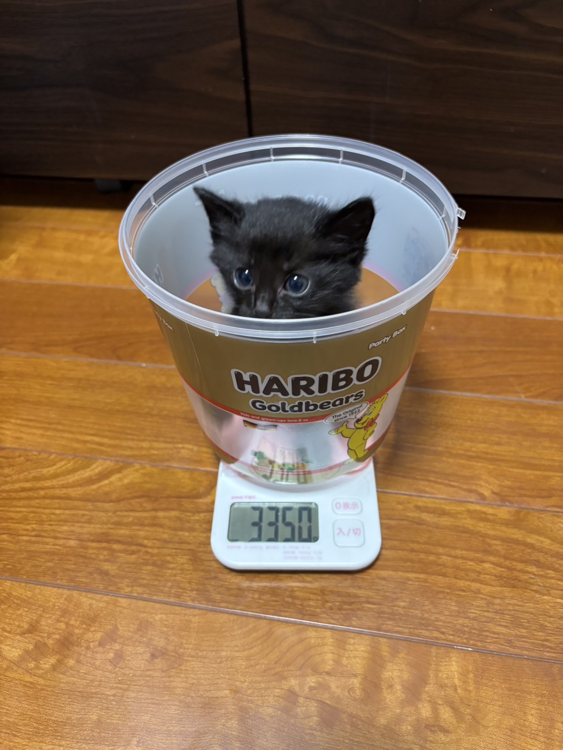 in江南市☆子猫がいっぱい☆保護猫をオウチに迎えよう☆2025年6月22日（日）～ 非営利団体「ちーむ にゃいんず」