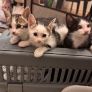 in日進市子猫がいっぱい☆保護猫をオウチに迎えよう☆2025年6月22日（日）～ 非営利団体「ちーむ にゃいんず」