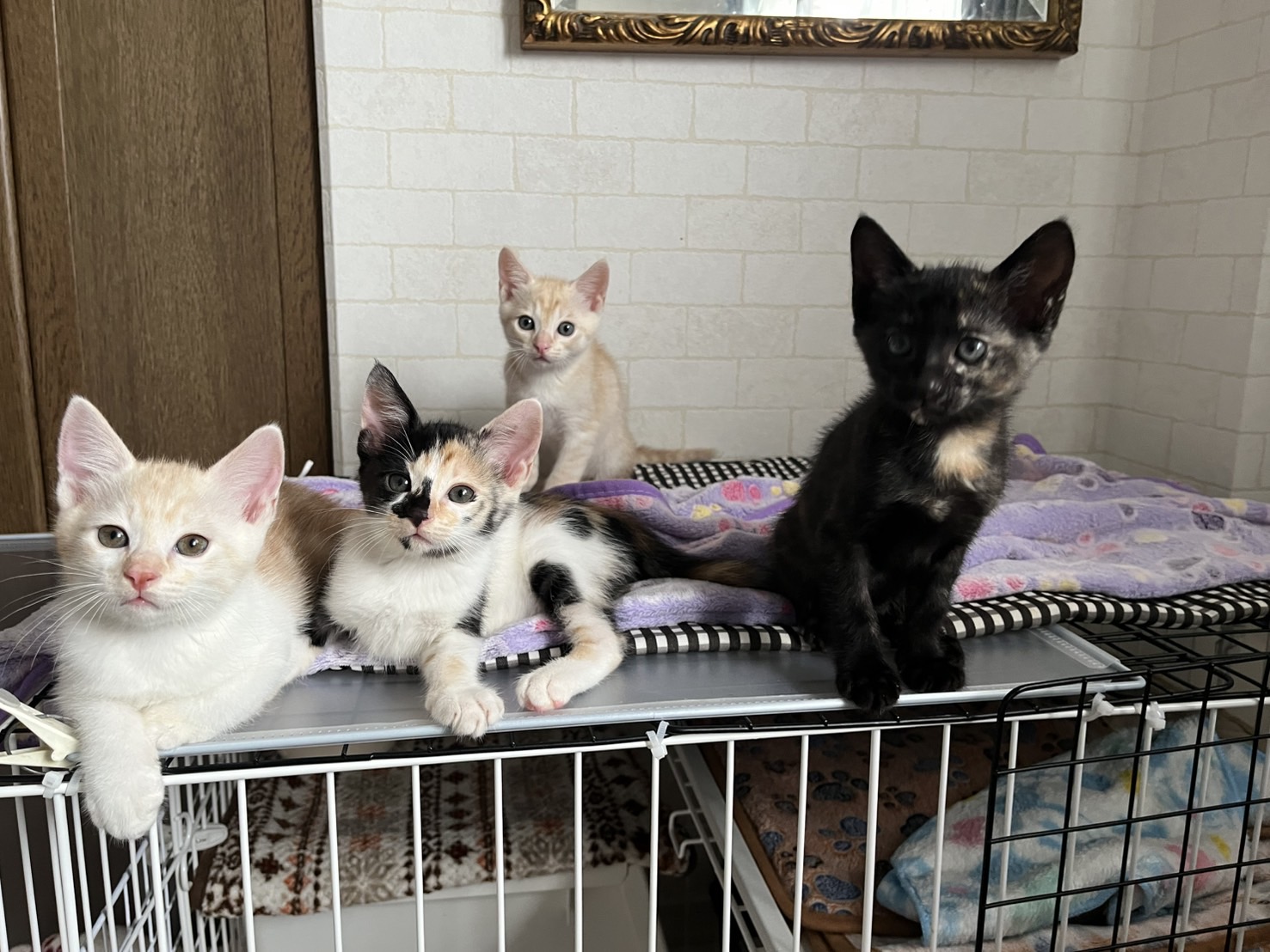 in瀬戸市☆子猫祭り☆保護猫達を暖かいオウチに迎えよう☆2025年6月29日(日)～ 非営利団体「ちーむ にゃいんず」