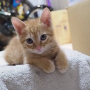 【譲渡決定】前太郎：兄弟ねこ。大きくなりました