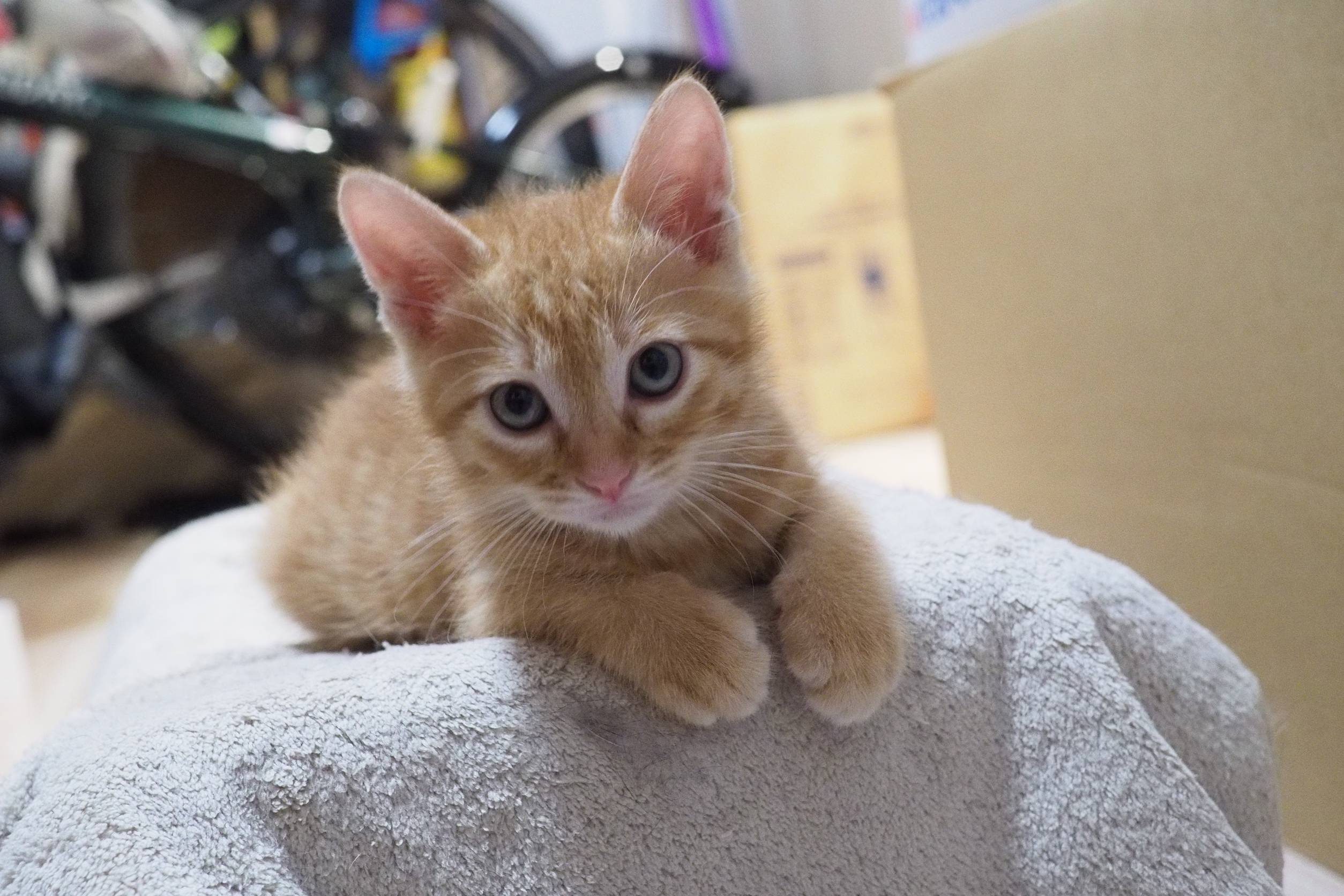 【譲渡決定】前太郎：兄弟ねこ。大きくなりました