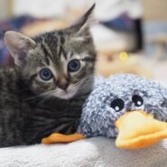 【譲渡決定】前男：兄弟ねこ