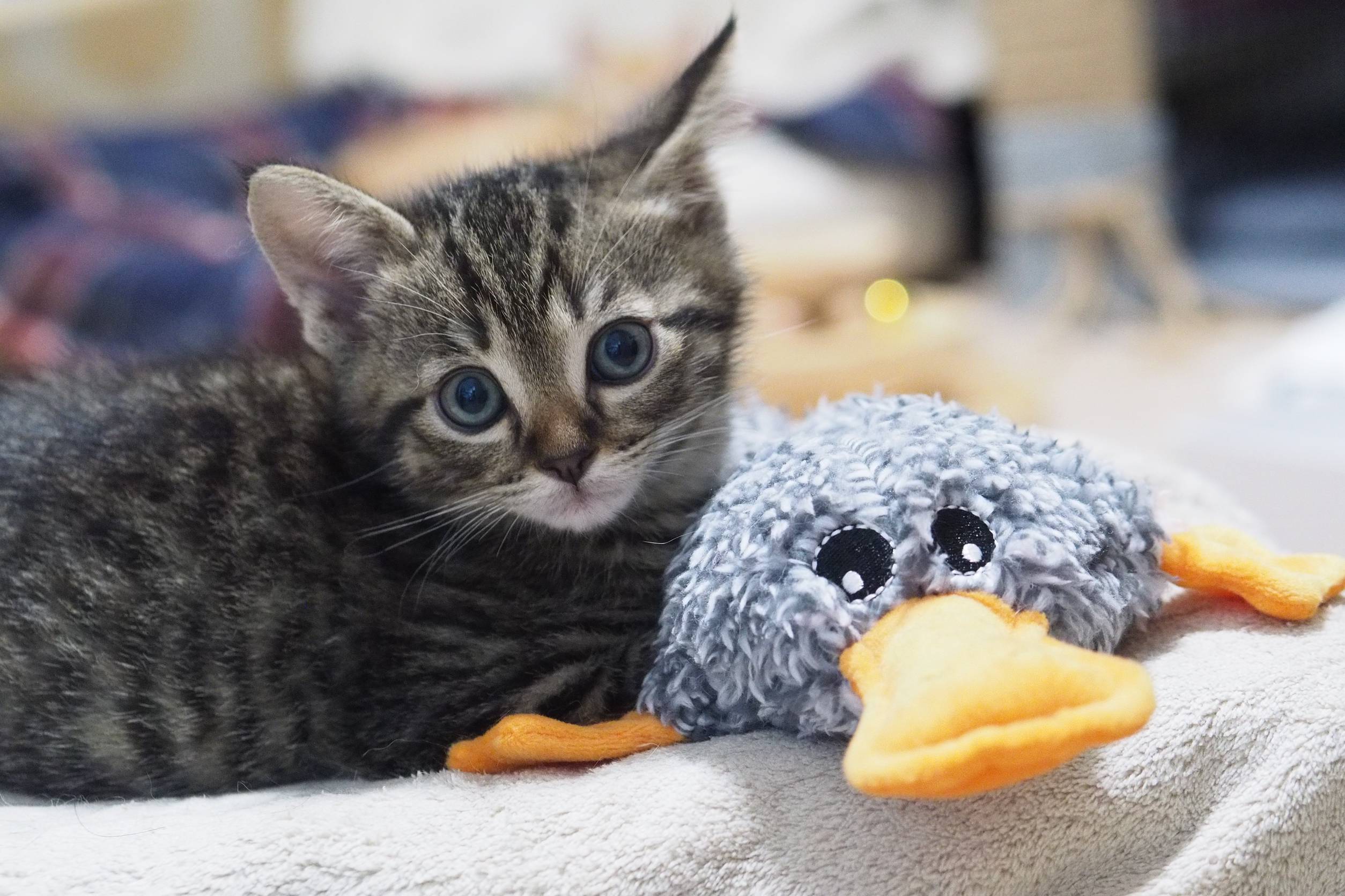 【譲渡決定】前男：兄弟ねこ