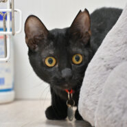 【譲渡決定】おこめ：かまって、撫でて、遊んで！