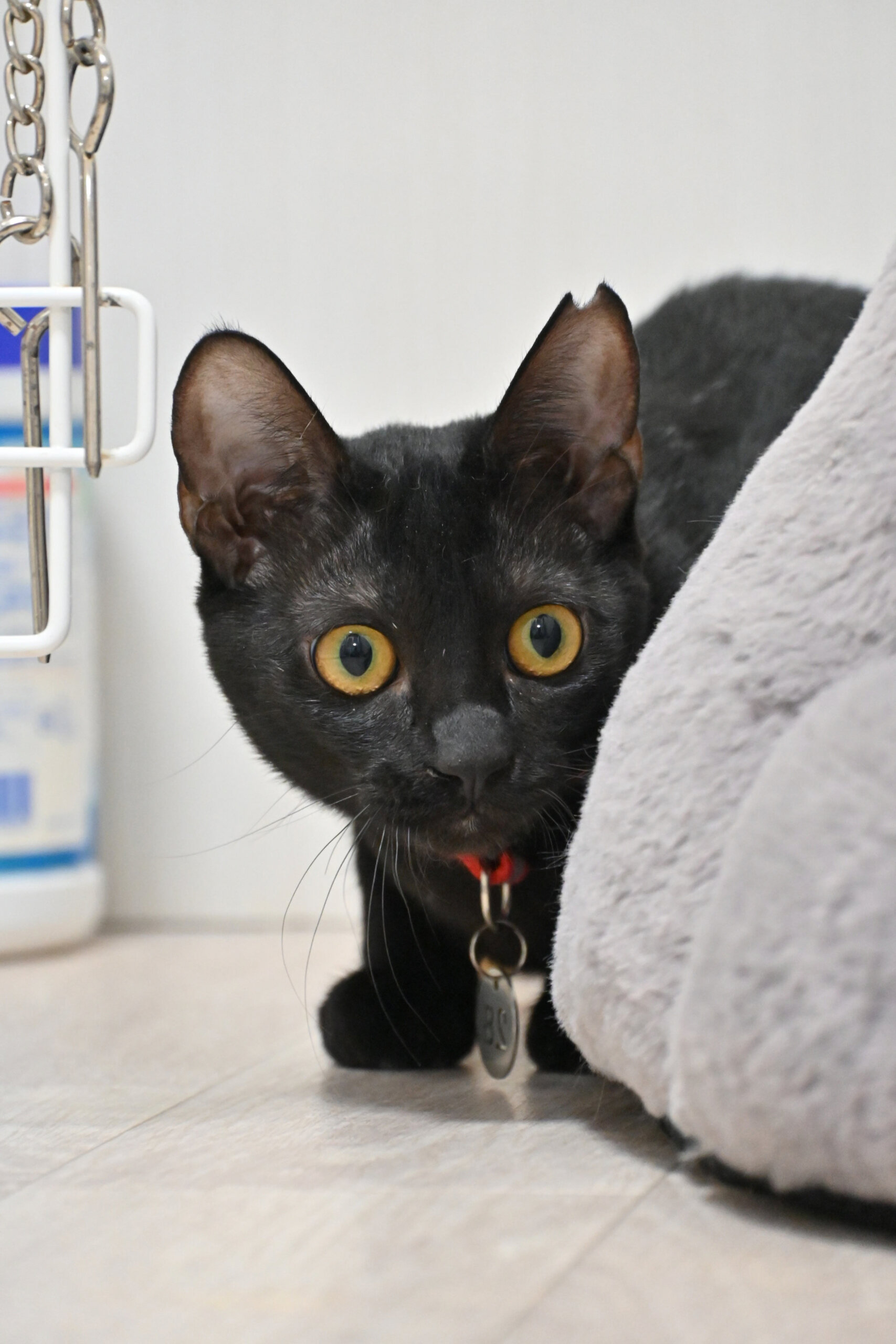 【譲渡決定】おこめ：かまって、撫でて、遊んで！