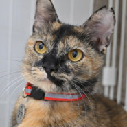 【譲渡決定】月：一人で気ままに過ごさせて