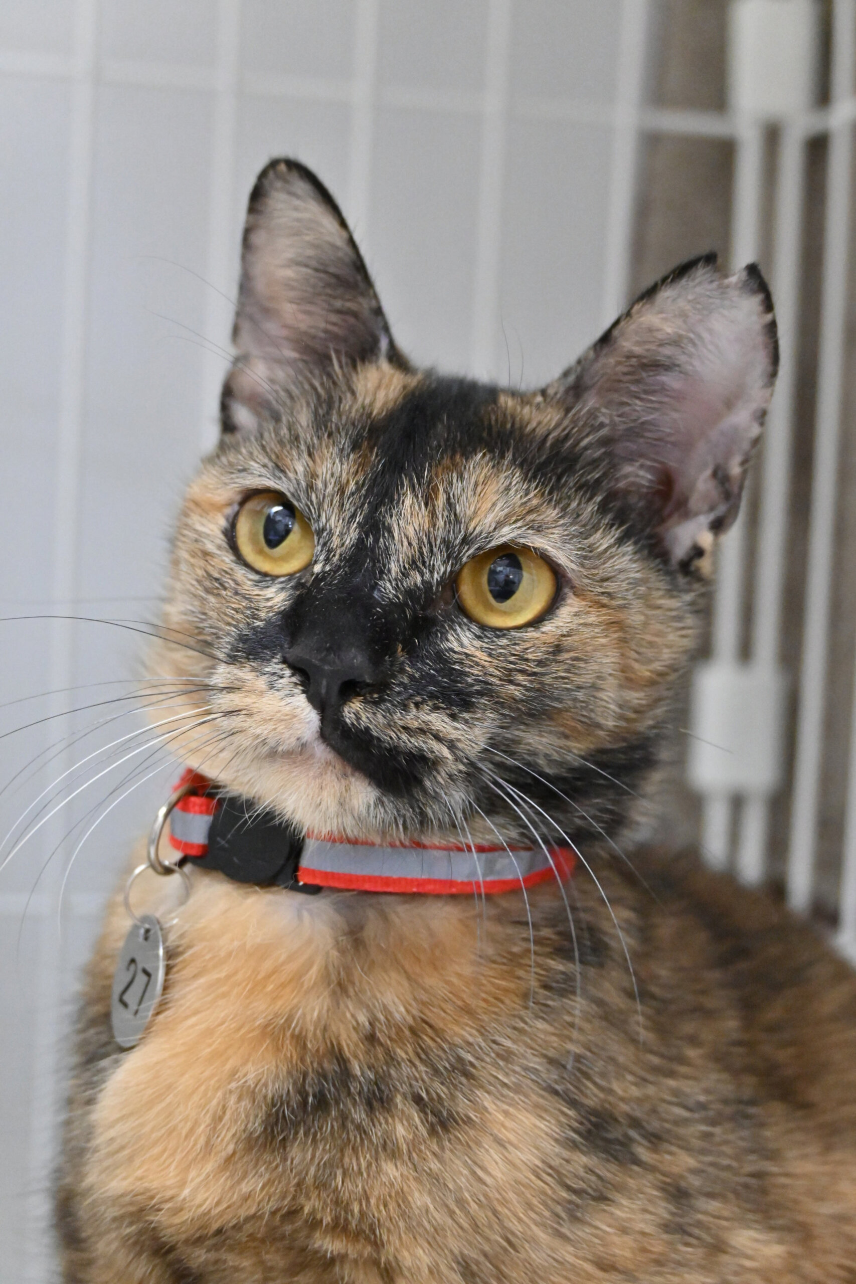 【譲渡決定】月：一人で気ままに過ごさせて