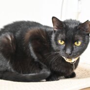 【譲渡決定】飛鳥：人に甘える喜びを知りました