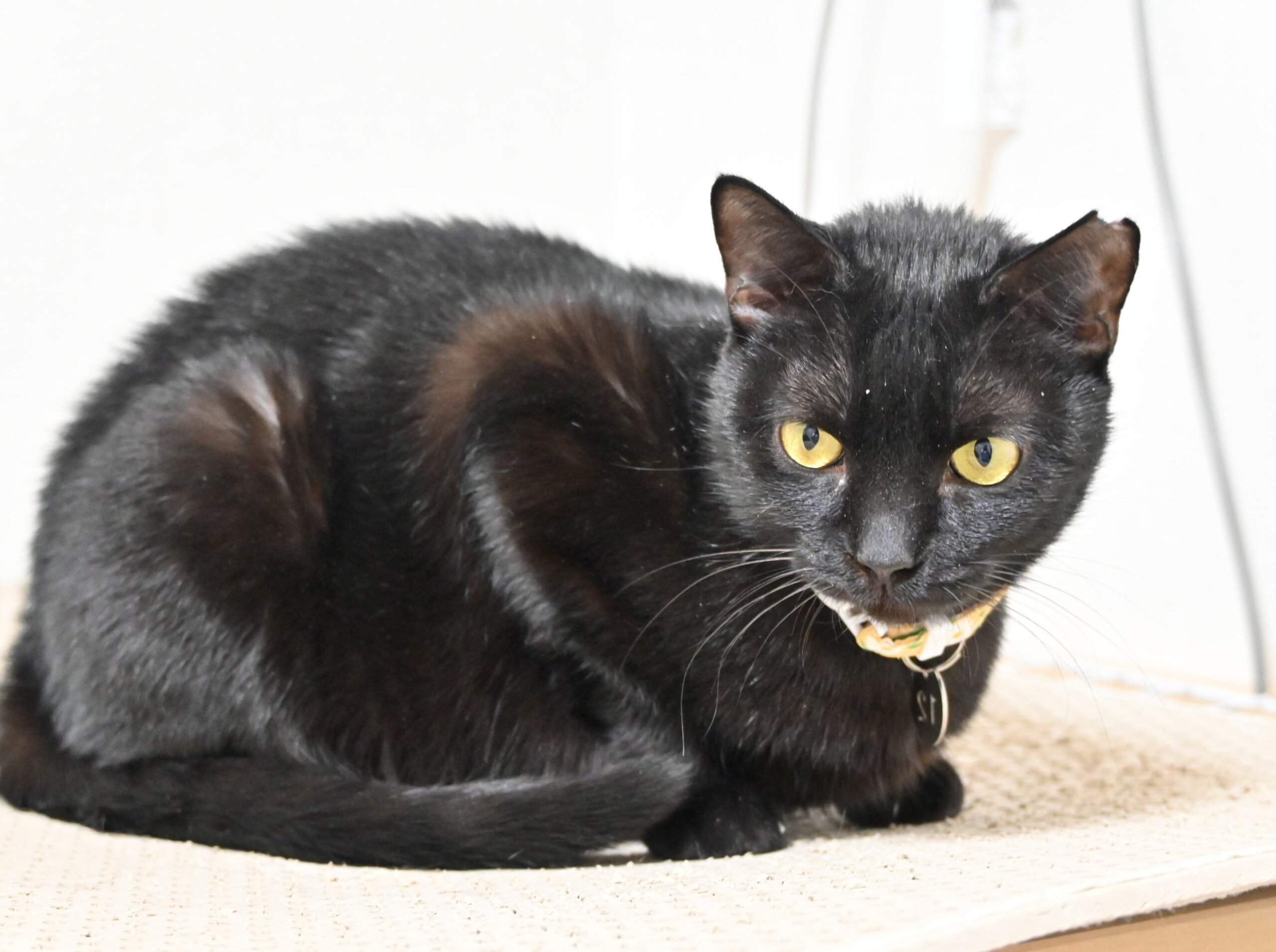 【譲渡決定】飛鳥：人に甘える喜びを知りました