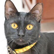 【譲渡決定】イロ：ぽっちゃりボディが魅力の「かまって」ちゃん