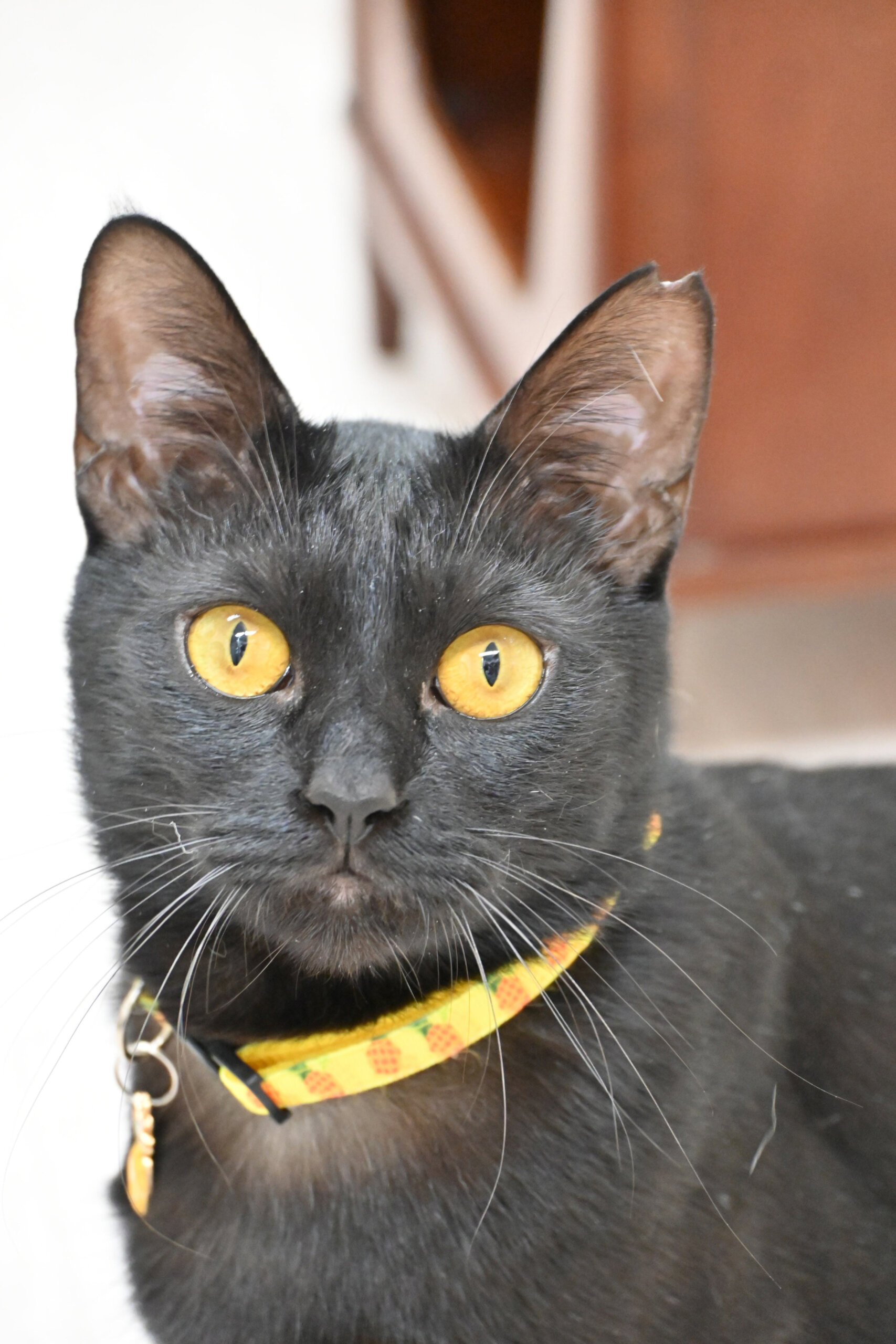 【譲渡決定】イロ：ぽっちゃりボディが魅力の「かまって」ちゃん