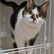 よもぎ：毎日のんびり過ごせればご機嫌