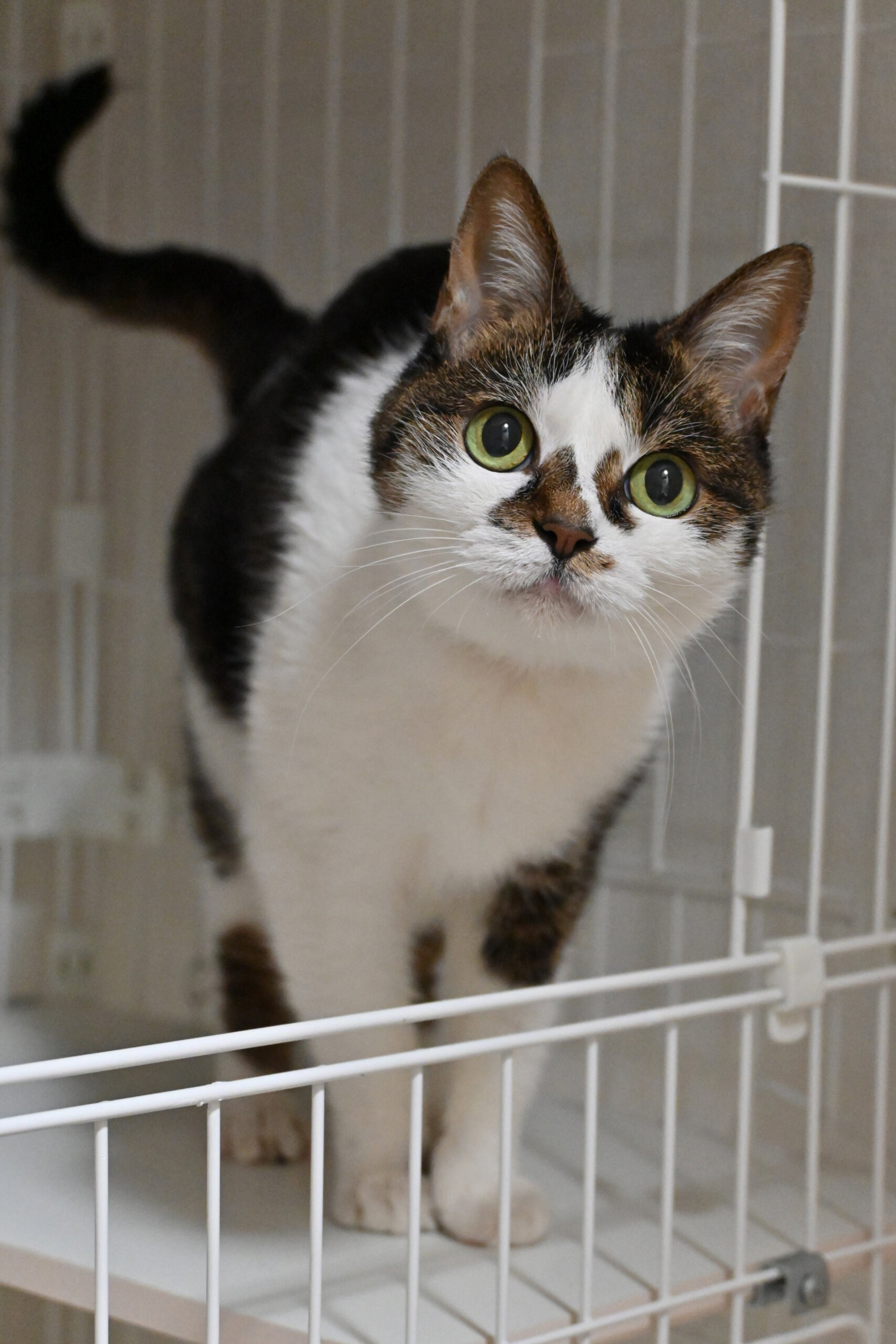 よもぎ：毎日のんびり過ごせればご機嫌