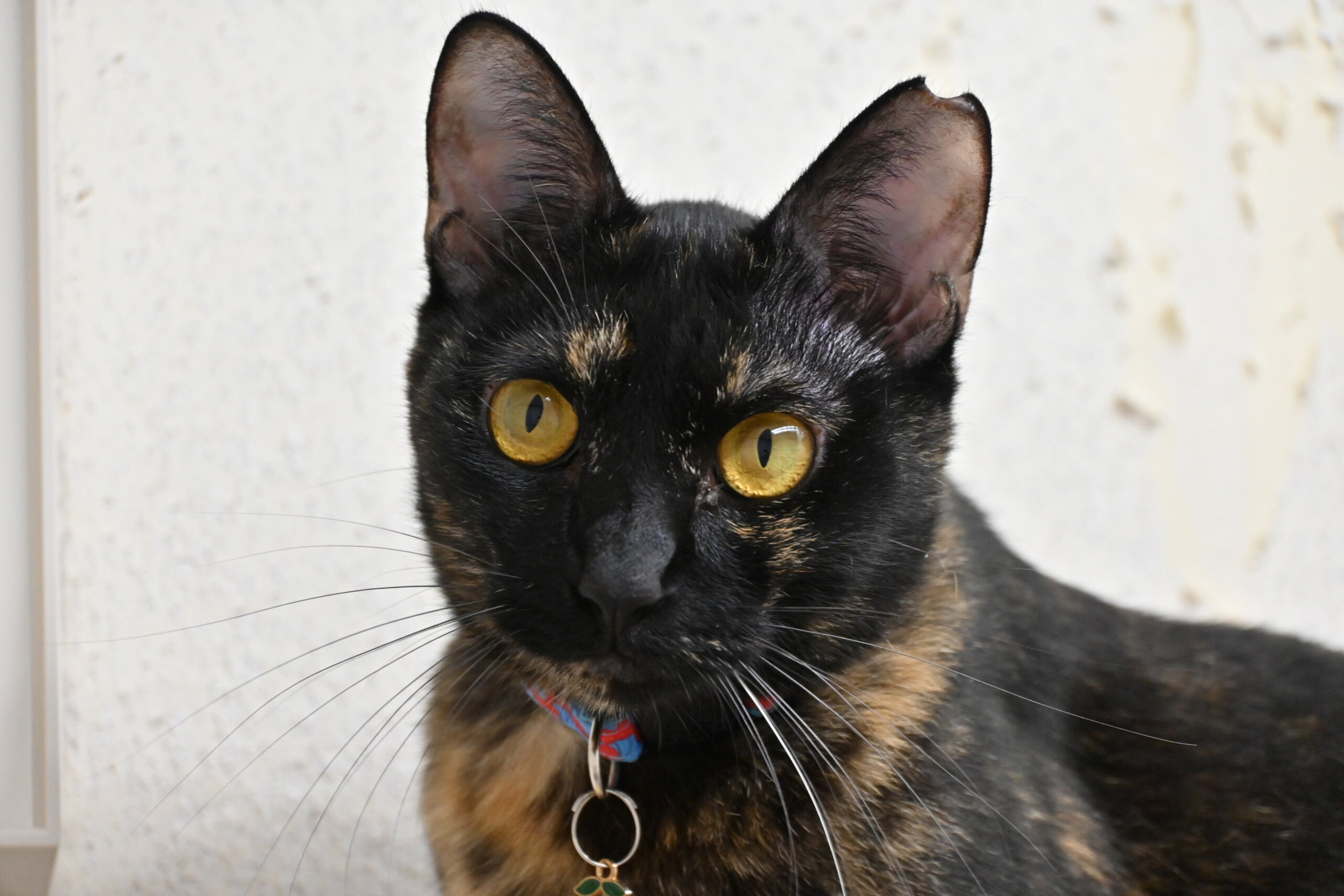 みっこ：神秘的？実はおもちゃ大好き