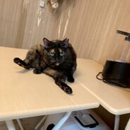 【保護猫】すずな推定7歳♀サビ猫