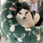 【保護猫】きずな推定5歳♂ハチワレ