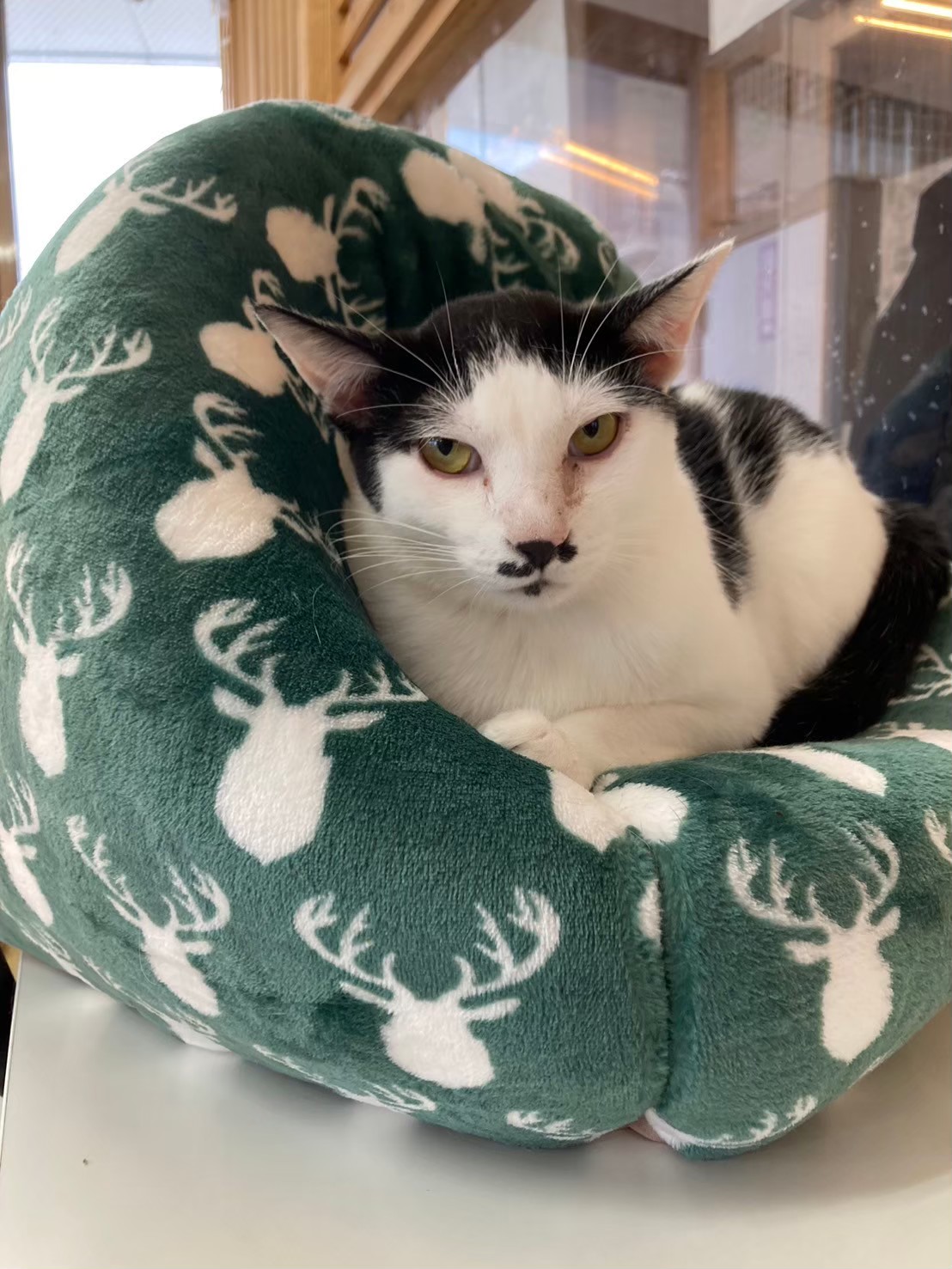 【保護猫】きずな推定5歳♂ハチワレ