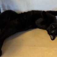 Flow」主人公に激似の黒い若猫。ハンデなんて跳ね返せ