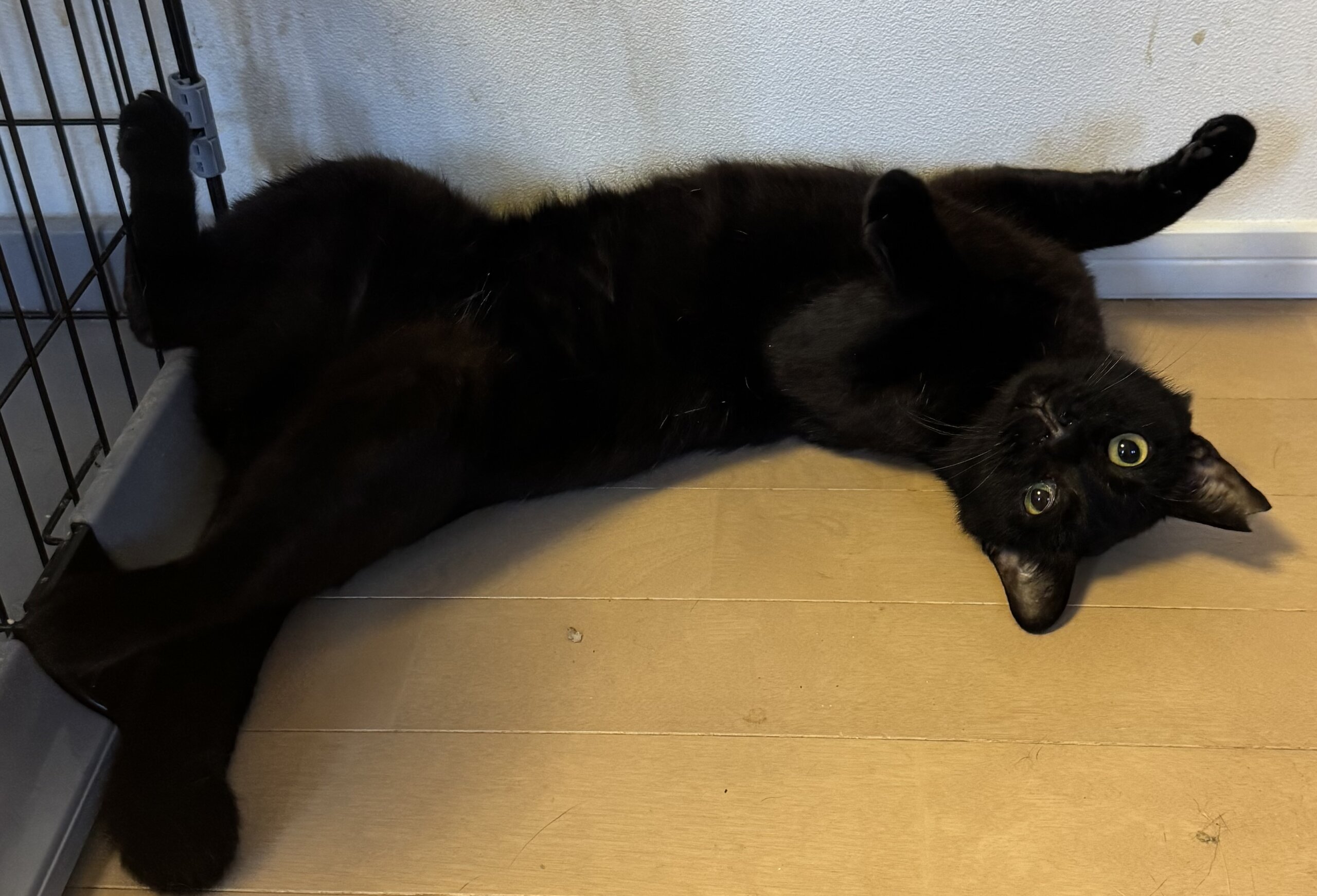 Flow」主人公に激似の黒い若猫。ハンデなんて跳ね返せ