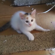 びじんで愛嬌のある白ミケちゃん