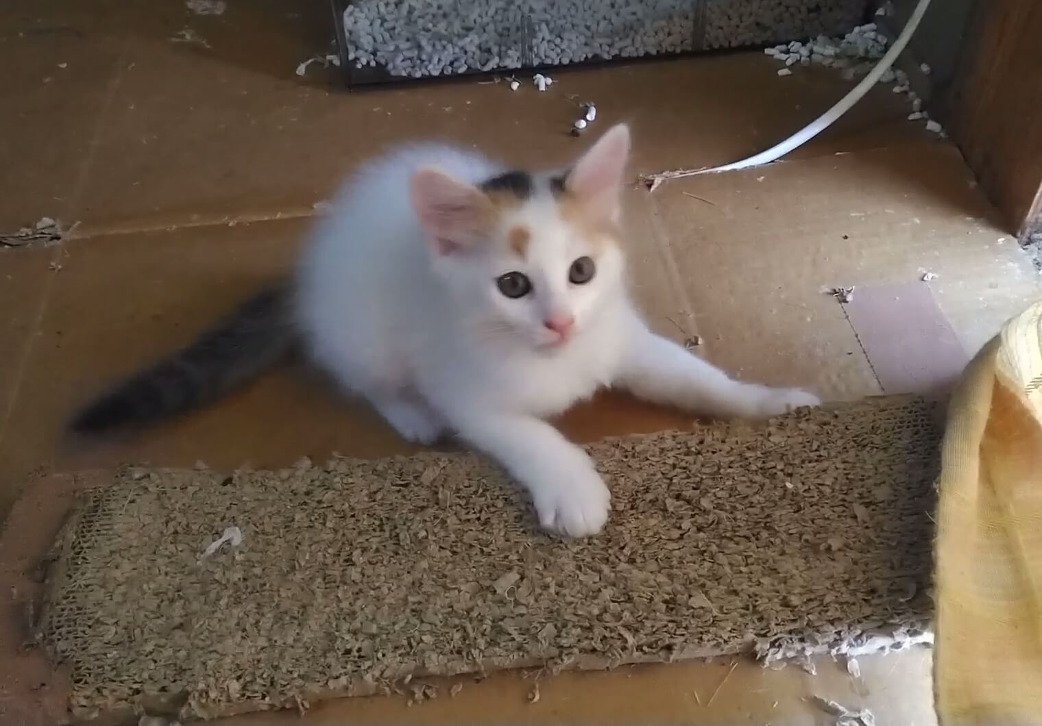 びじんで愛嬌のある白ミケちゃん