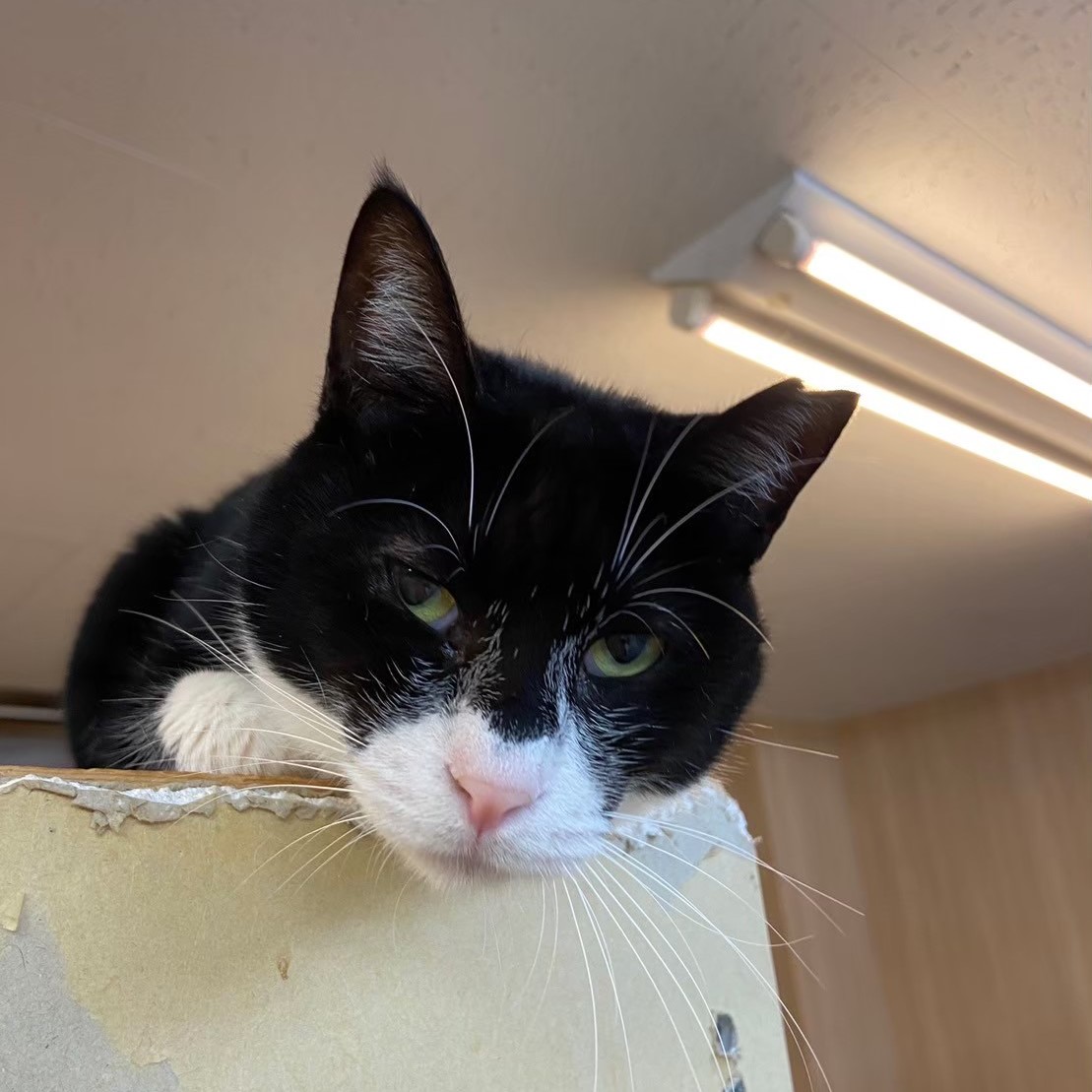 【保護猫】ハニー推定5歳♀白黒ハチワレ