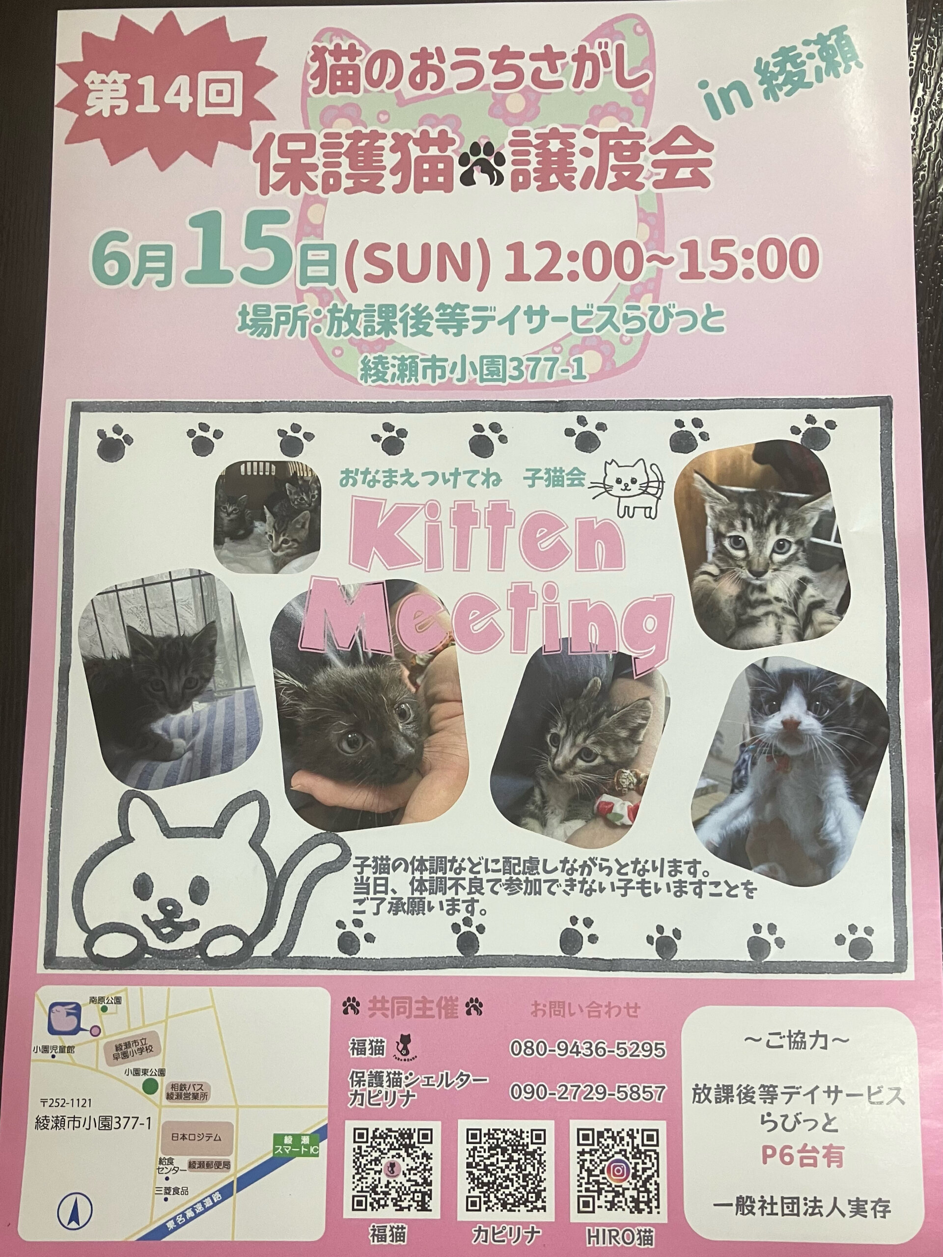 保護猫譲渡会in綾瀬
