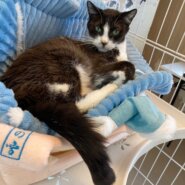 【保護猫】トーヤ推定4歳♂白黒ハチワレ