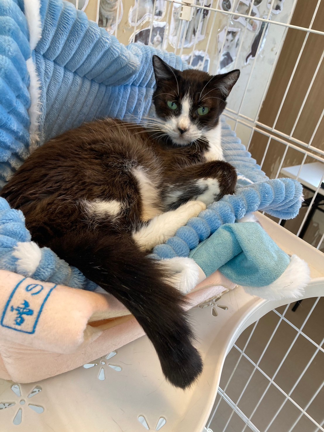 【保護猫】トーヤ推定4歳♂白黒ハチワレ