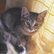 内気で可愛いキジちゃん