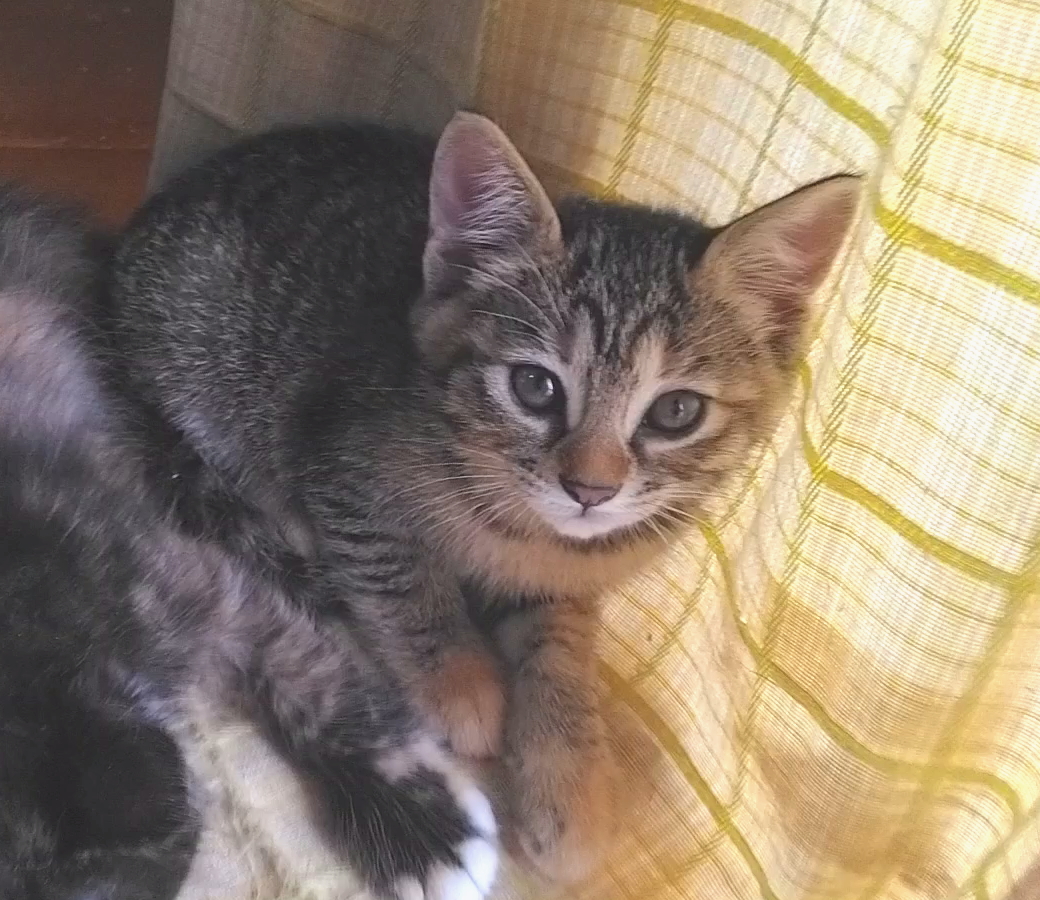 内気で可愛いキジちゃん