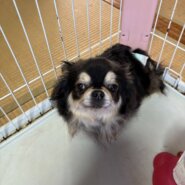 愛くるしいポチャッコ💞