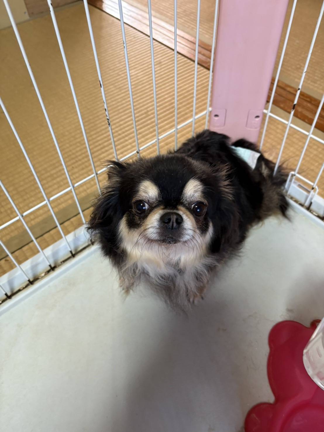 愛くるしいポチャッコ💞