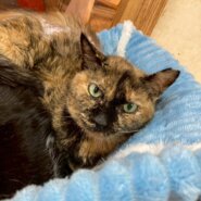 【保護猫】ことね推定4歳♀サビ