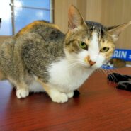 【保護猫】ふたば推定8歳　キジ三毛猫