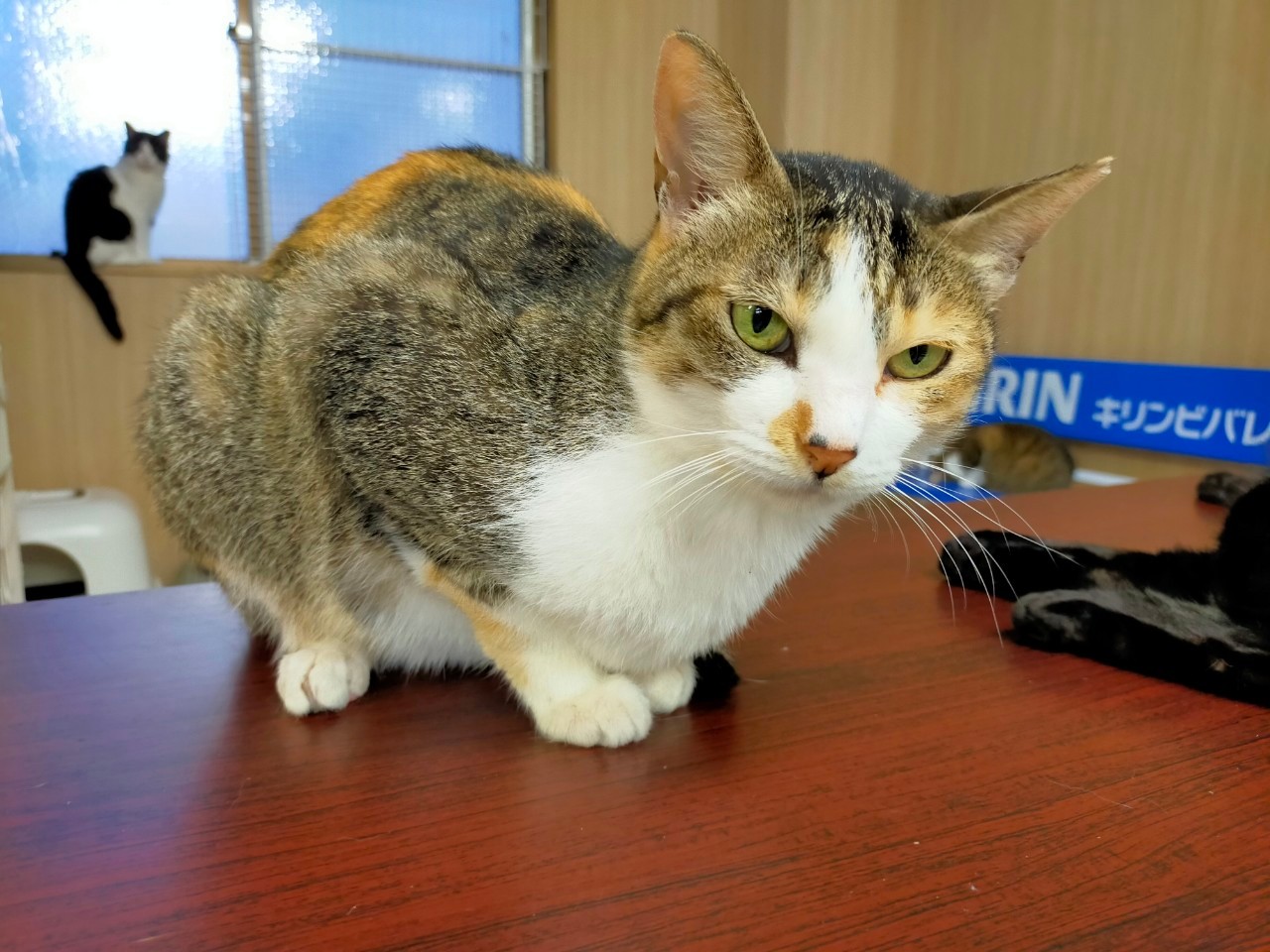 【保護猫】ふたば推定8歳　キジ三毛猫