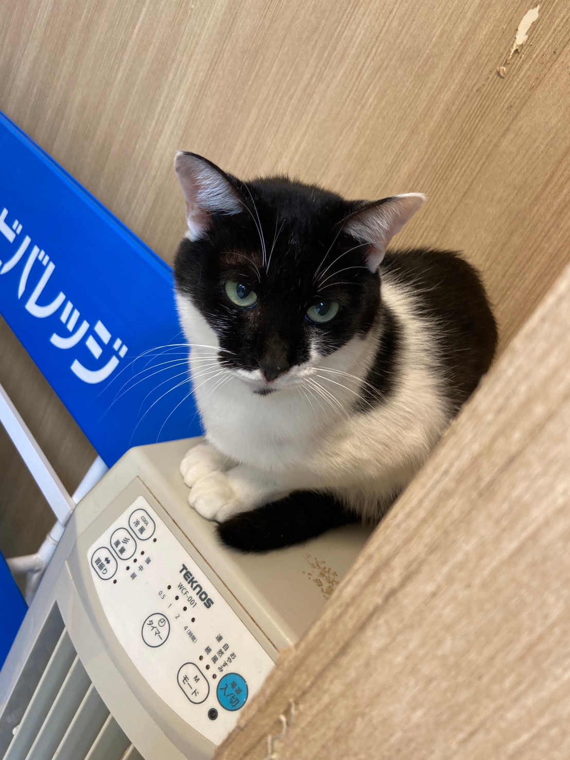 【保護猫】ちか推定4歳♀黒白