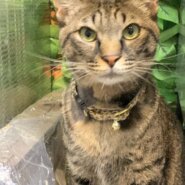 ★大阪府堺市★長門くん　キジトラ　２歳の男の子★