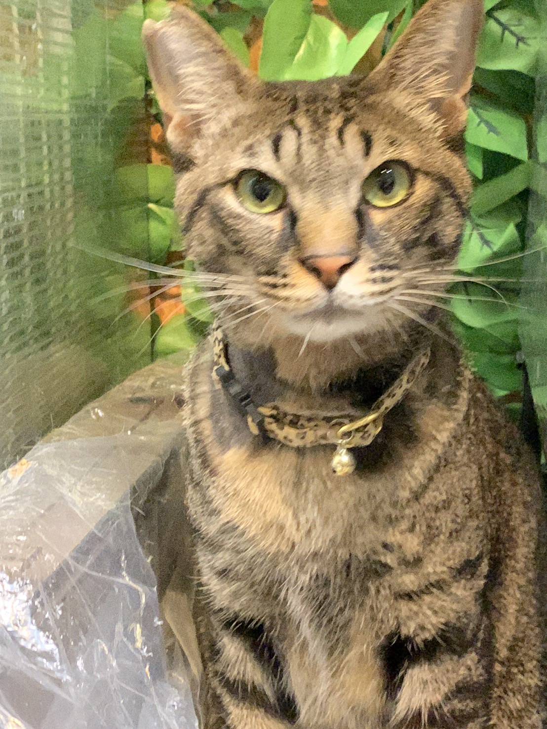 ★大阪府堺市★長門くん　キジトラ　２歳の男の子★