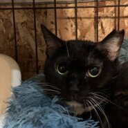 ★大阪府堺市★みくちゃん　黒白　４歳の女の子★