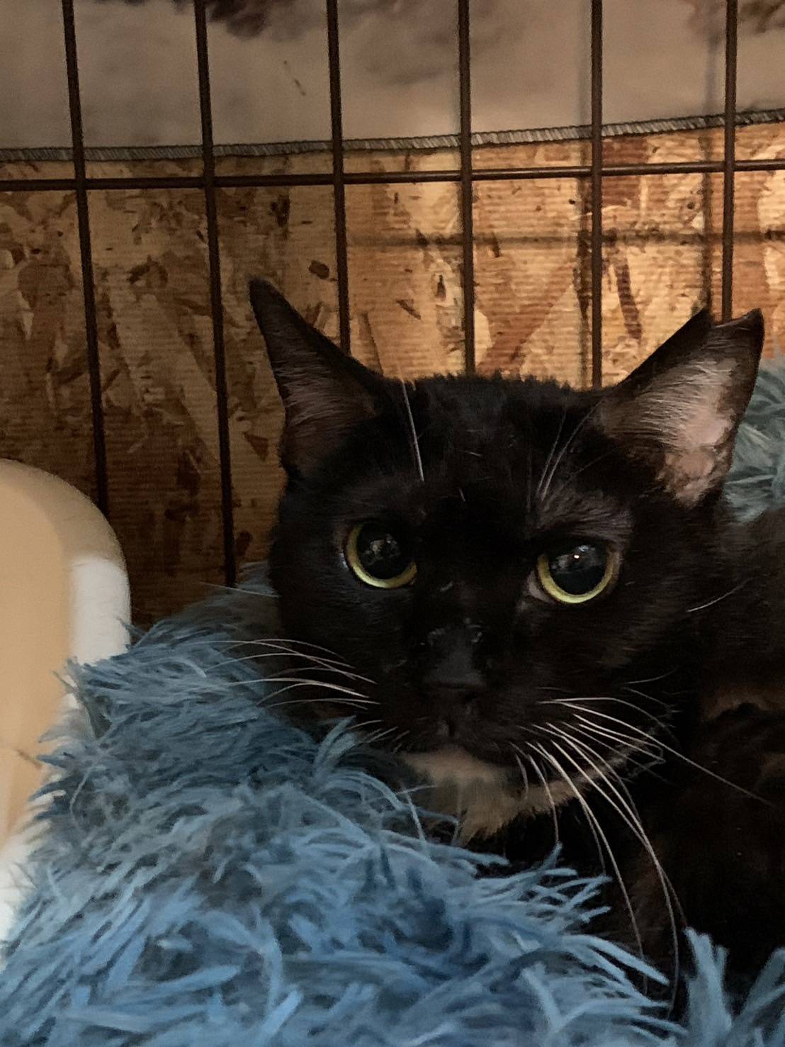 ★大阪府堺市★みくちゃん　黒白　４歳の女の子★